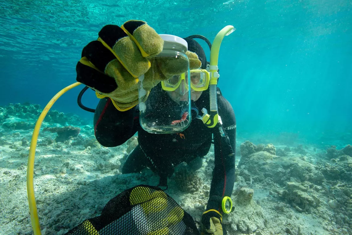 Nouvelle-Calédonie, les pépites du lagon