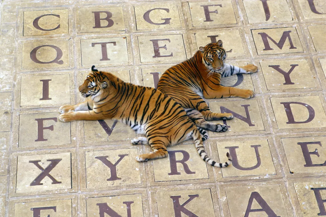 FORT BOYARD 2004