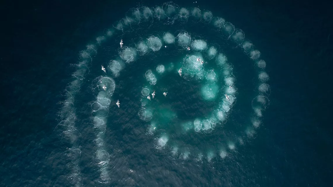 © BBC UNE PLANÈTE, DEUX MONDES SAUVAGES