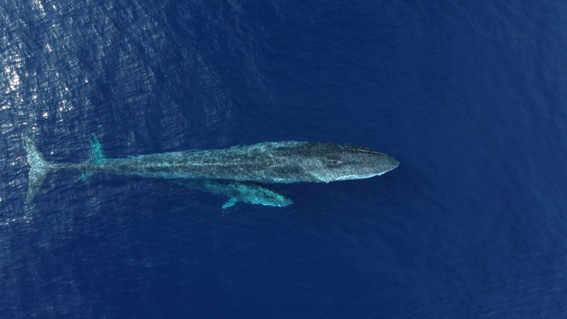 Des baleines et des hommes en Méditerranée