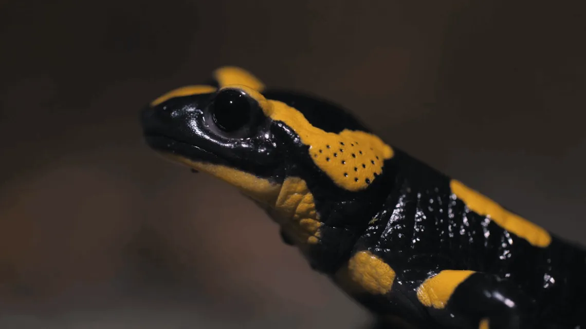 Espaces Sensibles - La Salamandre 