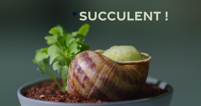 Succulent ! Les escargots 