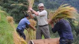 Clovis Cornillac fait la récolte du riz chez les MIAO