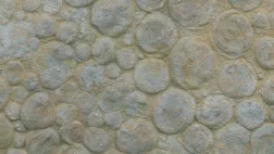 En Ukraine, des plaques entières sont couvertes de fossiles en forme de disque. © Image et Compagnie LA VIE : LE DEBUT DU COMMENCEMENT