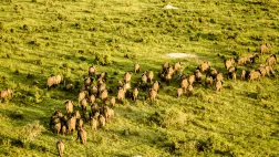 © Kate Bradbury / Vulcan Productions DANS LA TETE DES ELEPHANTS