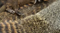 Mark MacEwen / NaturePL Bébé mangouste, dormant au milieu de sa famille, photo extraite du documentaire Premiers pas dans la vie sauvage