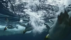 GRANDEURS NATURE : LE PEUPLE DES OCEANS GRANDEURS NATURE : LE PEUPLE DES OCEANS