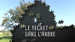 Le secret dans l'arbre Le secret dans l'arbre