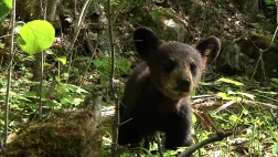 © BBC Worldwide France SEUL AU MILIEU DES OURS