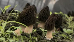 © Premières Lignes A FOND SUR LE CHAMPIGNON