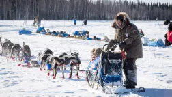 REDACTION IDITAROD 2017