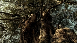 Un arbre étroitement lié à l'homme "La peau de l'olivier", Vendredi 19 janvier à 20h35 sur ViaStella