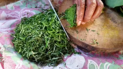 Les plantes vertes comestibles du Pacifique Les plantes vertes comestibles du Pacifique
