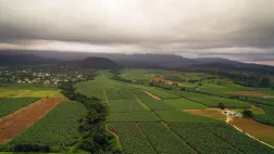 ©Cameraone POUR QUELQUES BANANES DE PLUS, LA VERITABLE HISTOIRE DU CHLORDECONE
