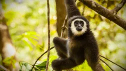 © BBC STUDIOS / BBC NHU PRIMATES, portraits de famille