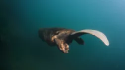 Castor super héros des rivières