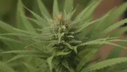 Kanabreizh Kanabreizh