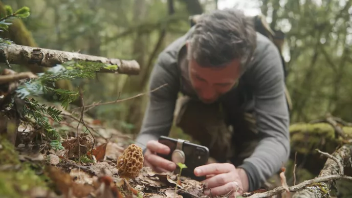 Les secret des cueilleurs - documentaire d'Occitanie