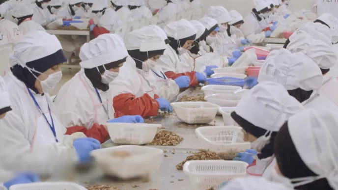 SANS QUEUE NI TETE DECORTICAGE DUNE CREVETTE GRISE