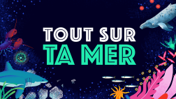 Tout sur ta mer