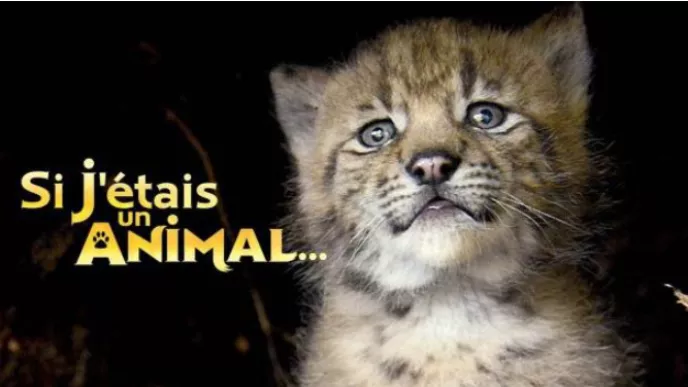 Si j'étais un animal 