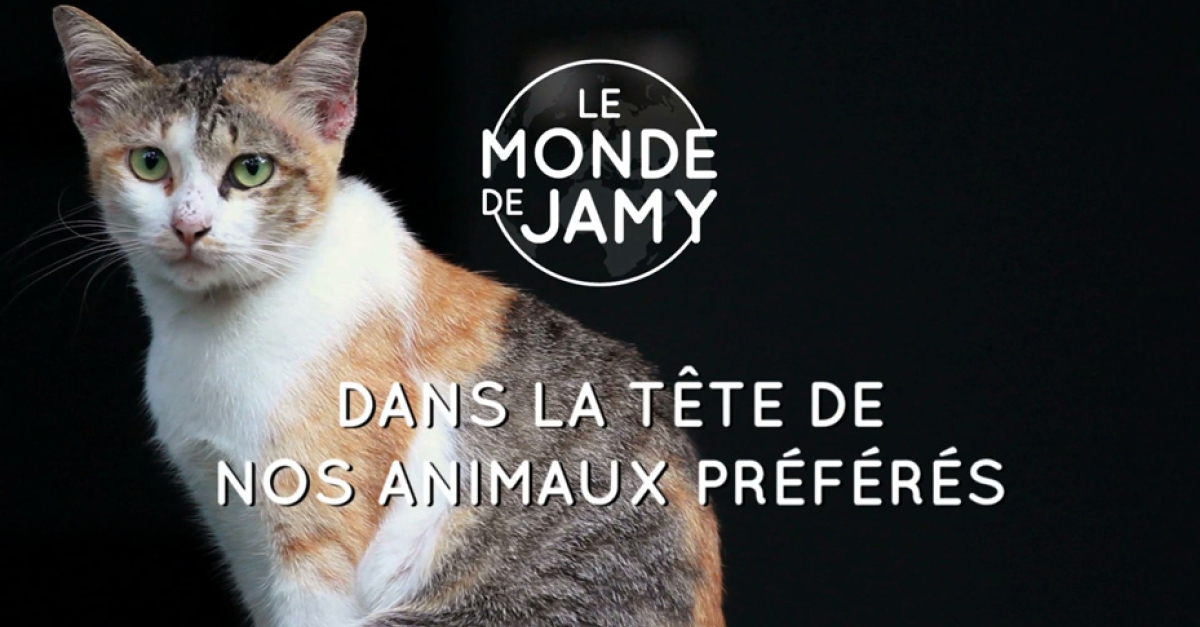Le Monde De Jamy Francetvpro Fr