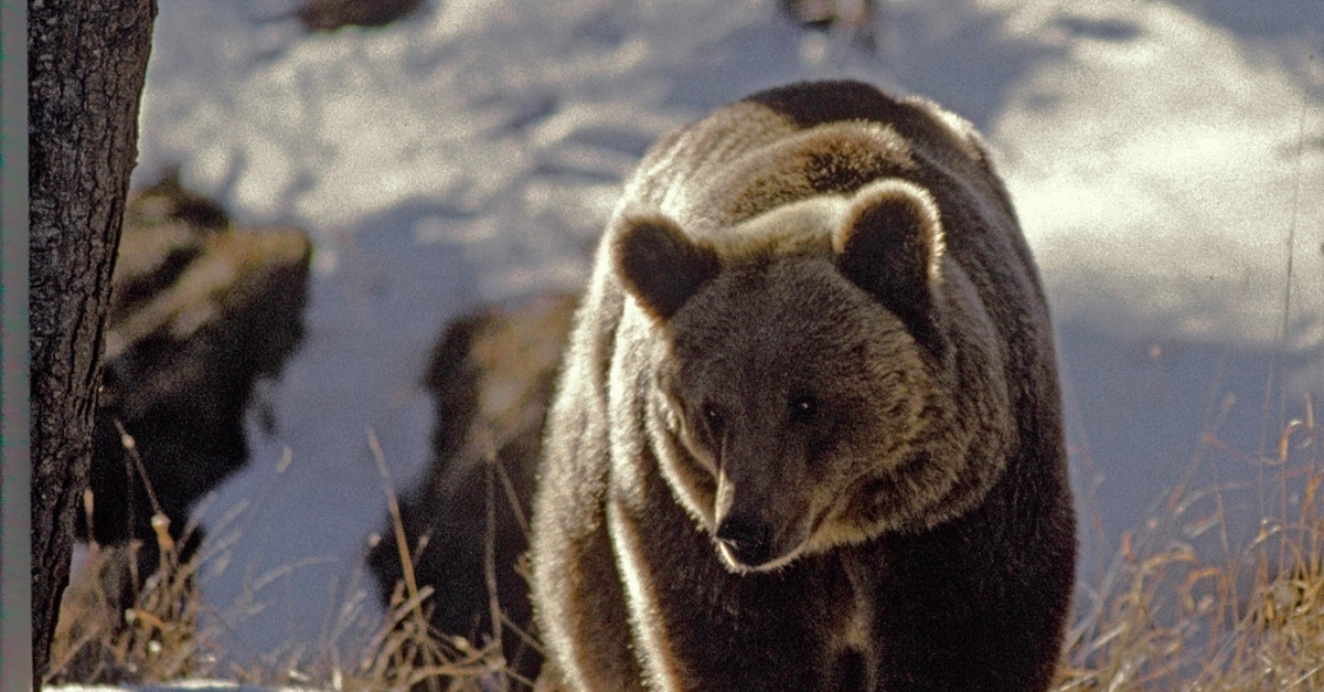 L Ours Histoire D Un Roi Déchu "L'ours, histoire d'un retour" | FranceTvPro.fr
