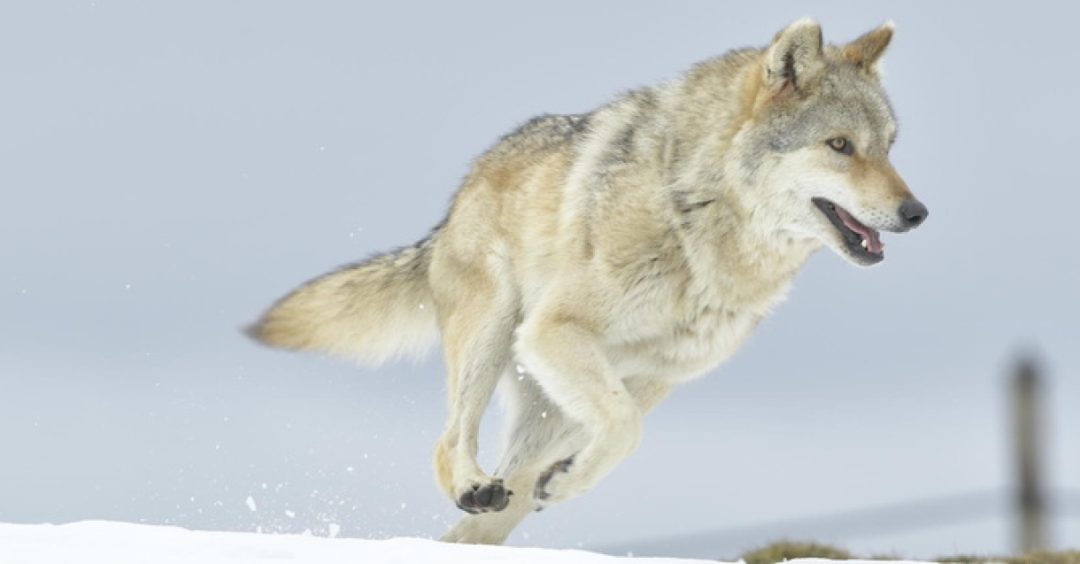 Odyssee Du Loup Francetvpro Fr Odyssee Du Loup Francetvpro Fr
