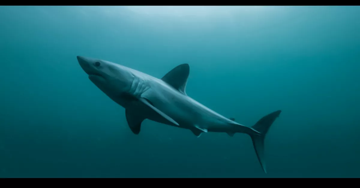 L'énigme du requin taupe | FranceTvPro.fr