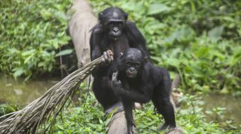 Une saison chez les Bonobos