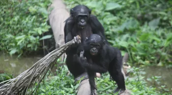 UNE SAISON CHEZ LES BONOBOS