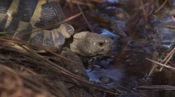 Tortue d'Hermann