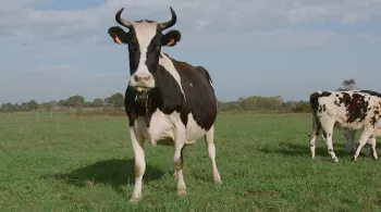 Le veau, la vache et le territoire