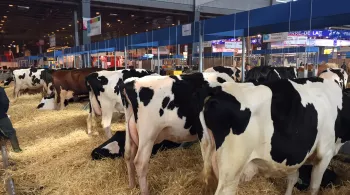 Vaches