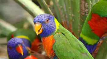 Des perroquets colorés du parc des oiseaux