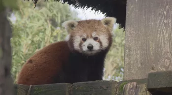 UNE SAISON AU ZOO
