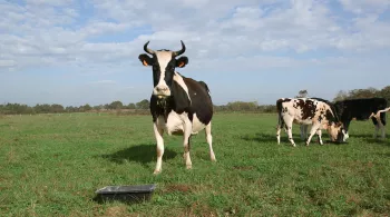 Le veau, la vache et le territoire