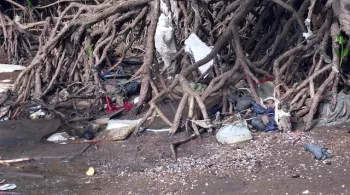 journée de nettoyage du mangrove
