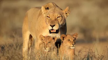 Les super parents de la nature : Vivre en famille