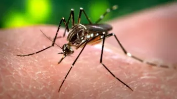 Zika