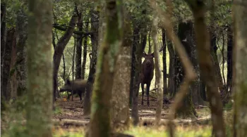 Forêt