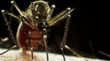 Moustique Aedes Aegypti