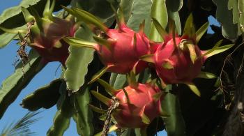 Le pitaya : fruit du dragon