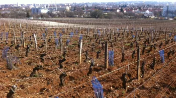 Dijon, terre de vins