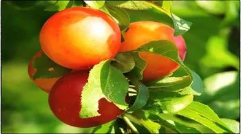 Mirabelles