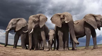 la vie sauvage