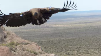Ayni le condor