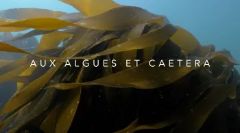 Aux algues et caetera