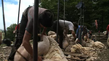 Tonte d'un mouton