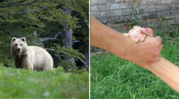 ours et deux mains